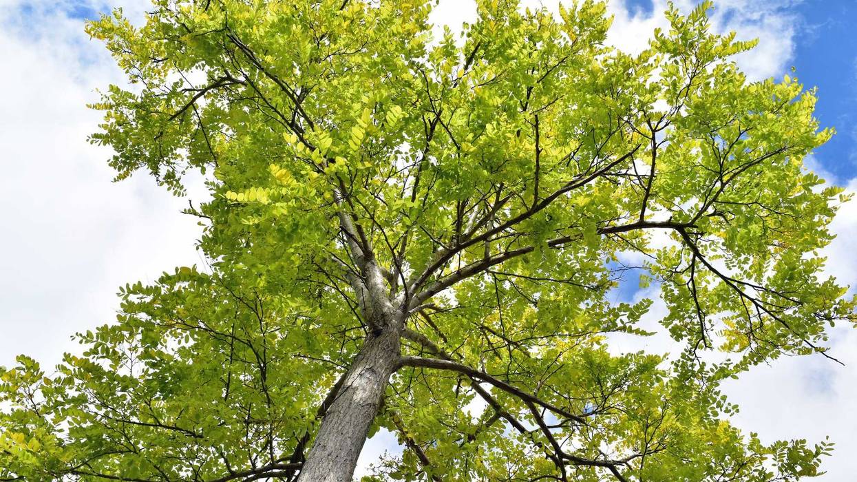 An upshot of an Ash Tree against a cloudy blue sky