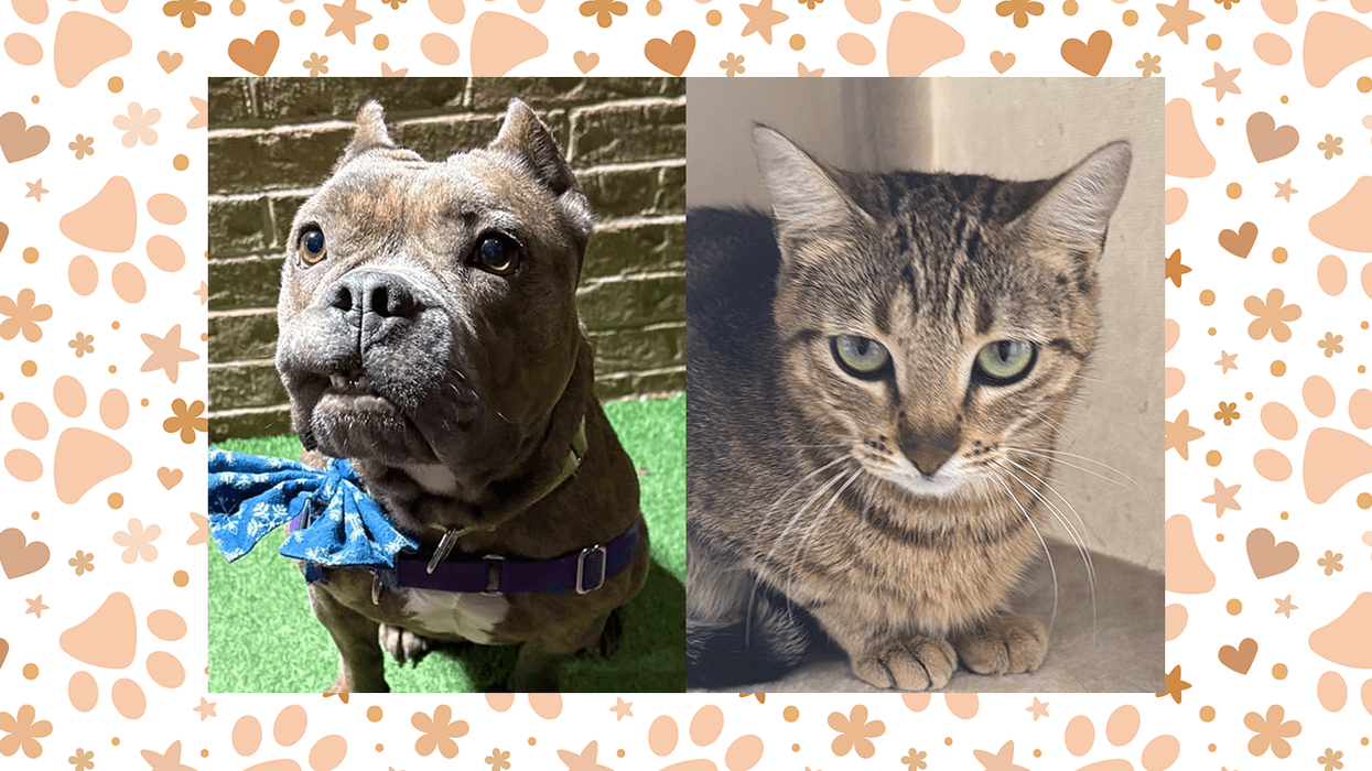 Wet Nose Wednesday: Anastasia and Typhoon