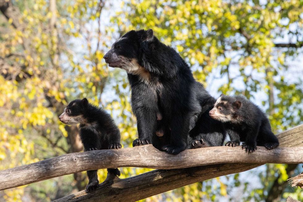 Andean bear cubs