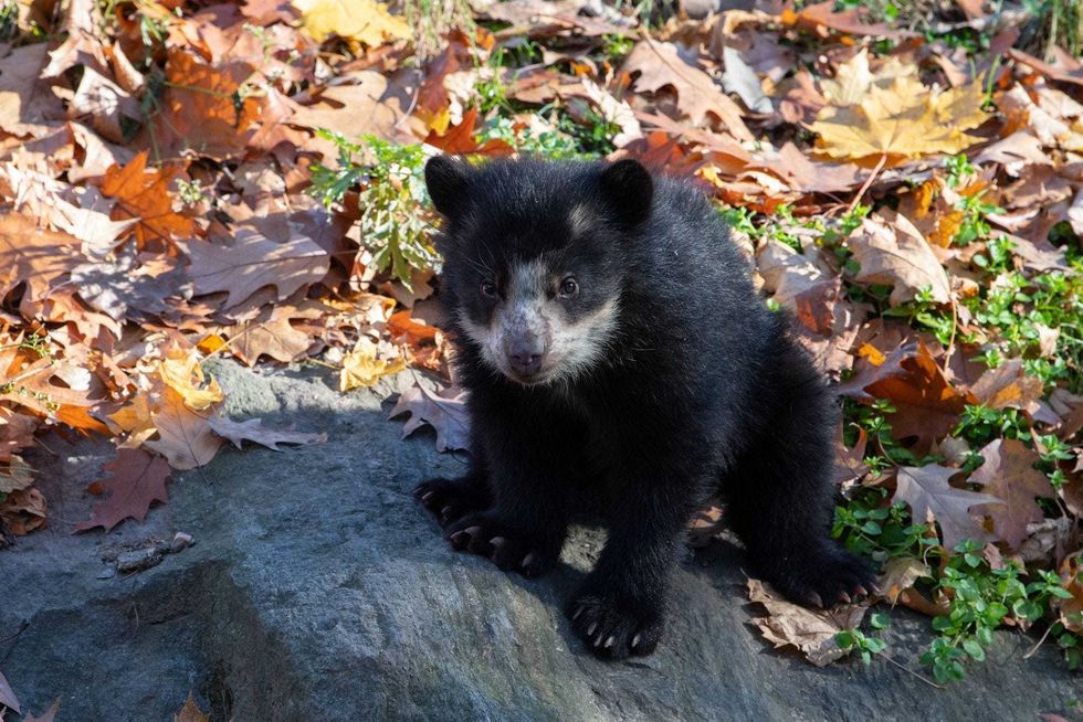 Andean bear cubs