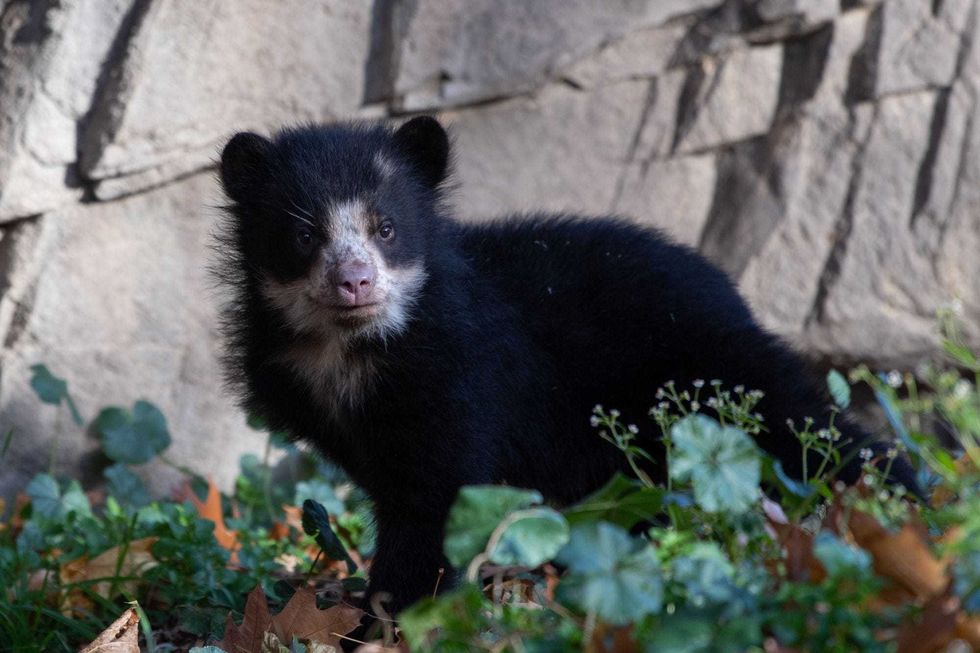 Andean bear cubs