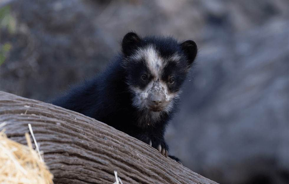 Andean bear cubs