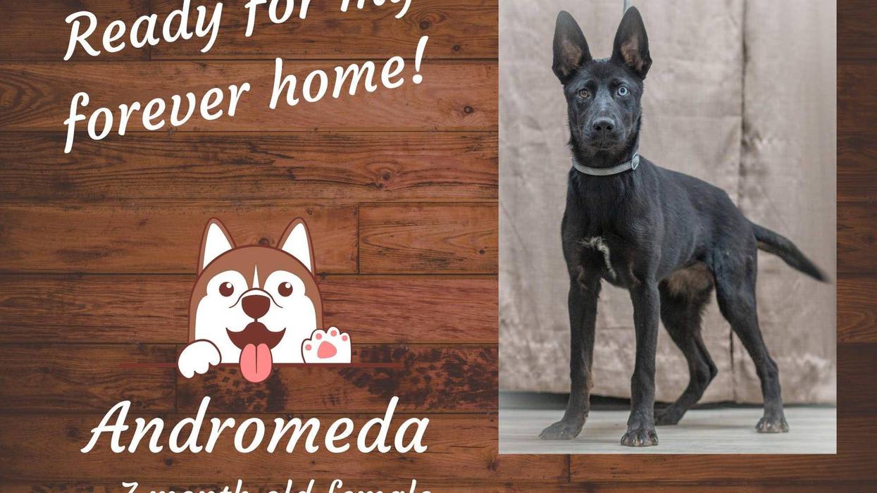 Andromeda, a seven month old large, black, mixed breed dog
