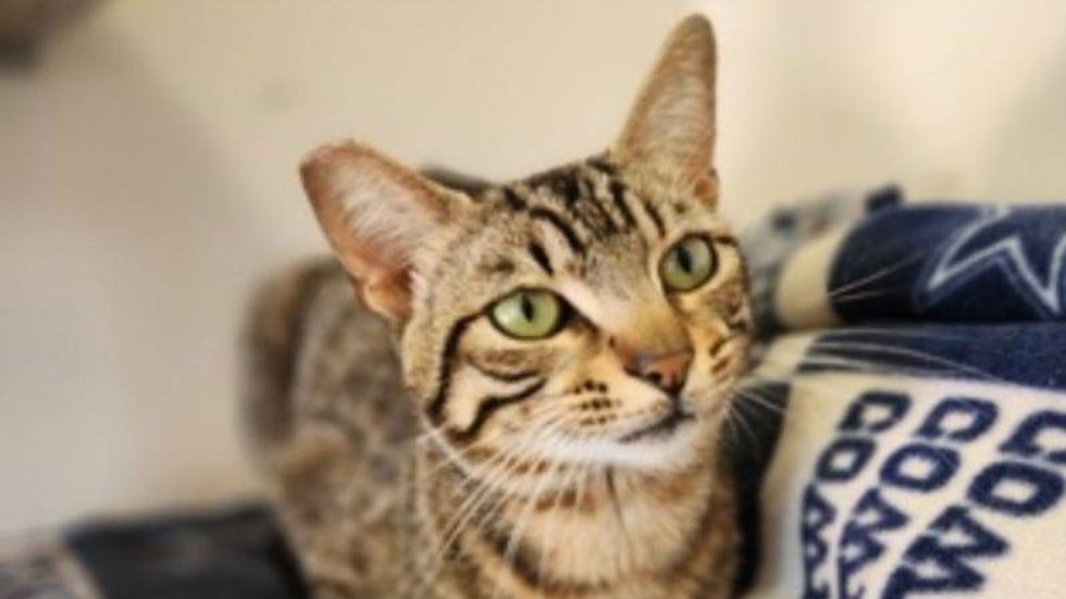 Andy @ Austin Humane Society 7/19/23