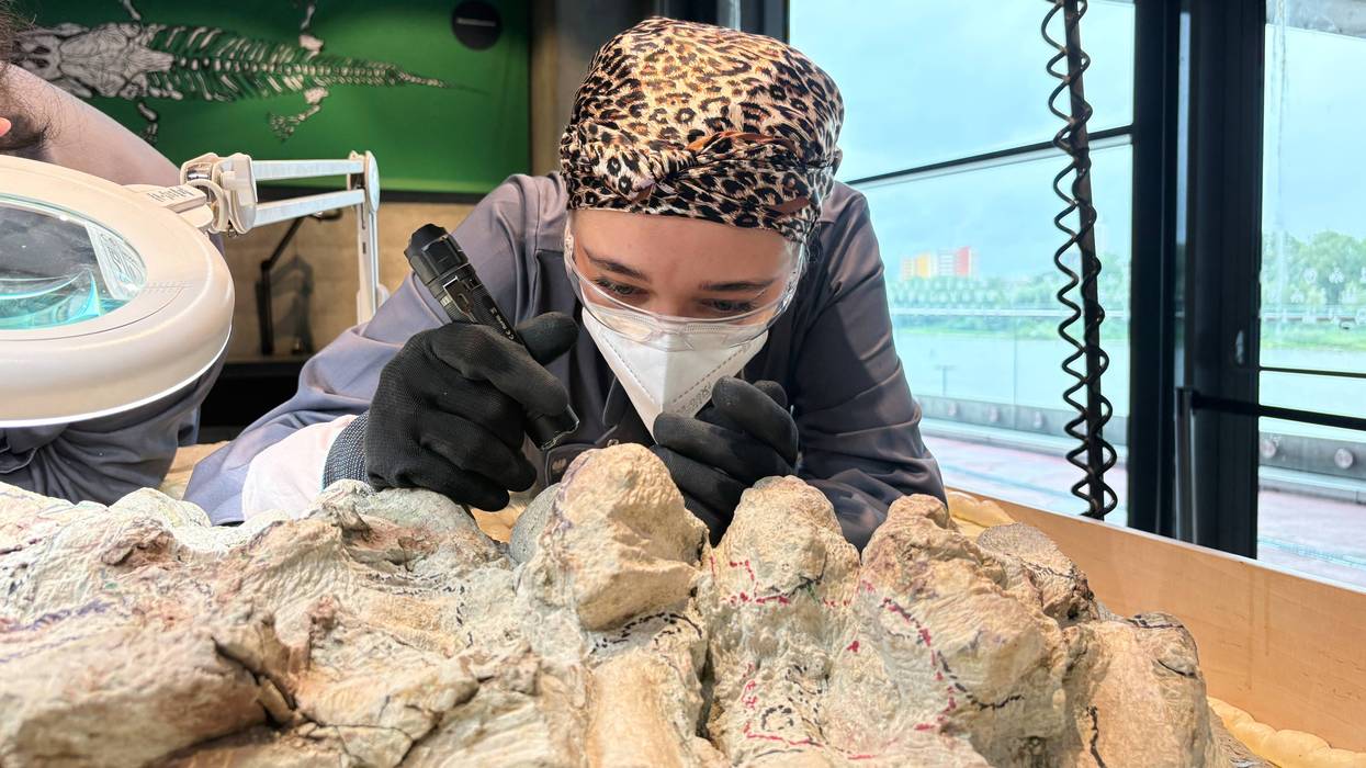 ANFIBIO PREHISTÓRICO