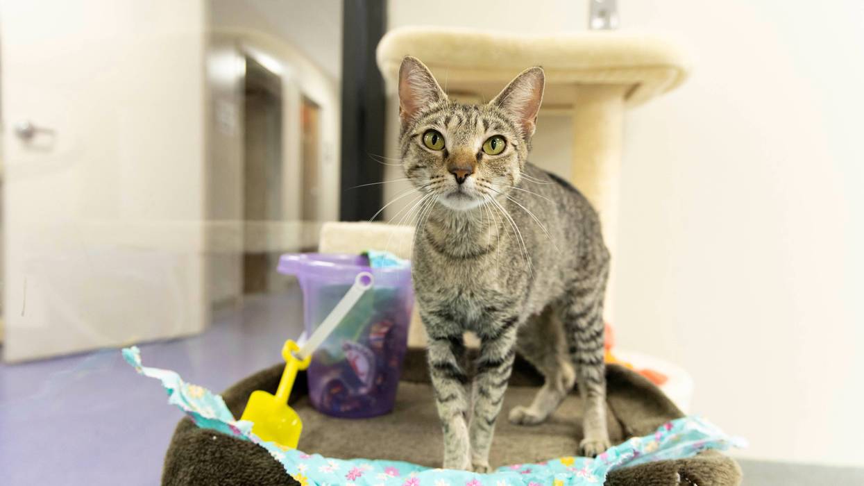 Angela at The Humane Society of North Central Florida