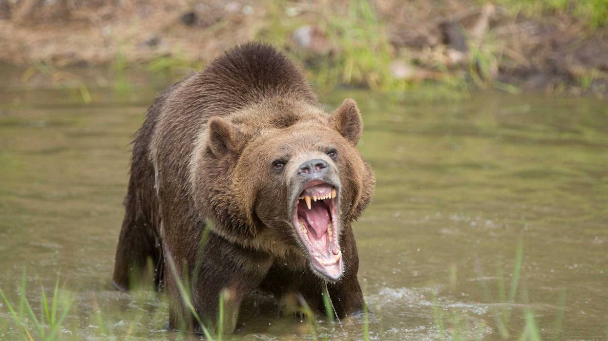 Angry Bear