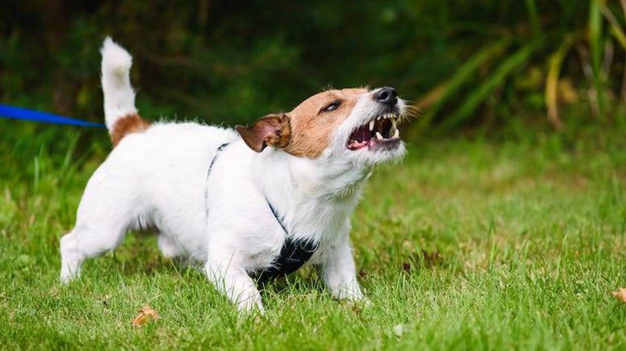 Angry dog barking