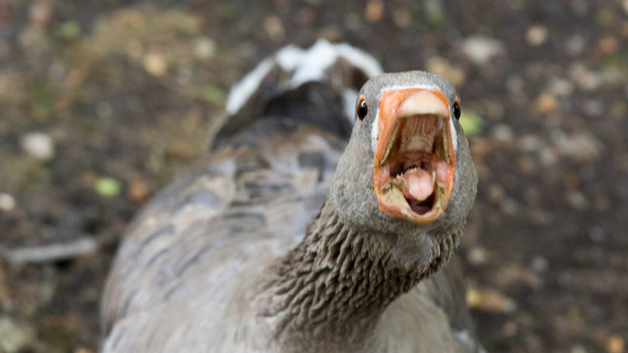 angry goose