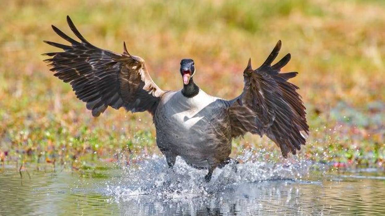 Angry goose