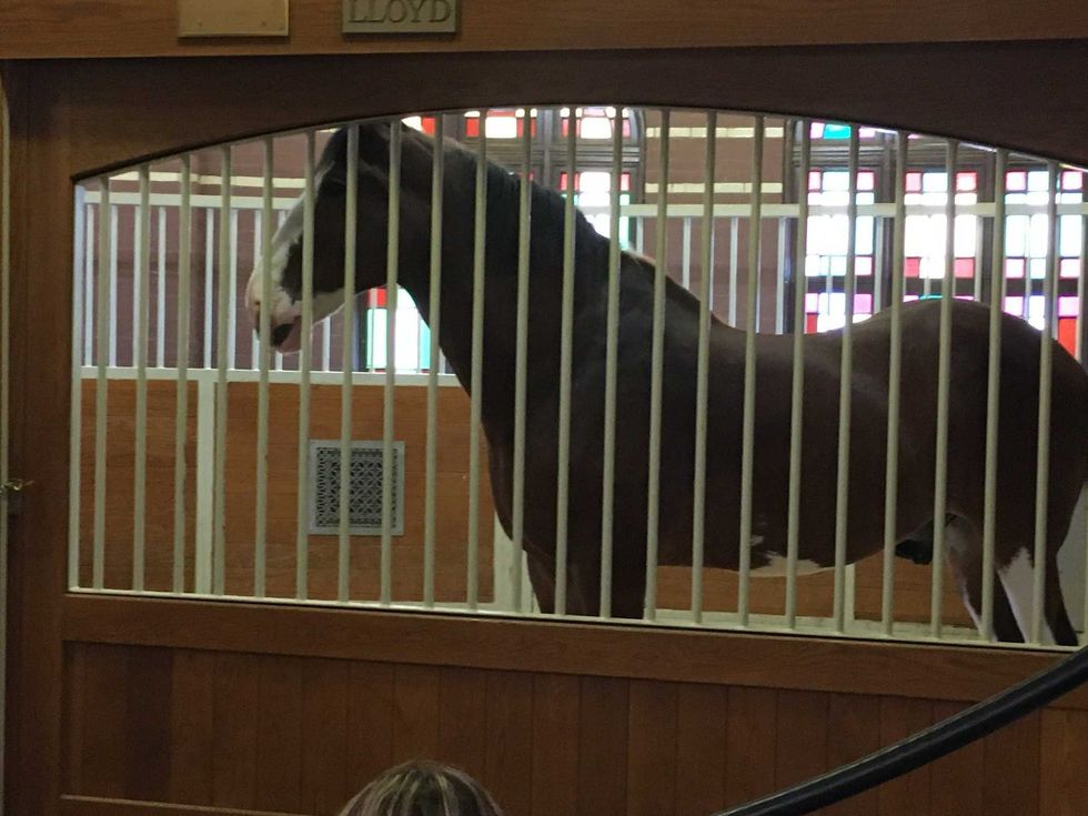 Anheuser-Busch Brewery Lights