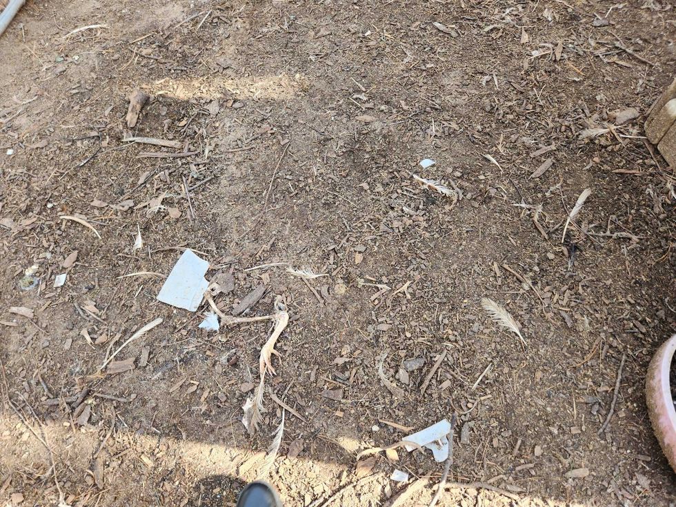 Animal bones found at Carlos Lauro, 76, who pleaded guilty to fatally shooting a German Shepherd and was sentenced to a year in prison along with a 20-year ban on animal ownership.