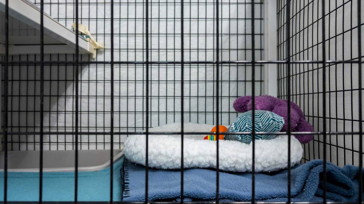 Animal cage