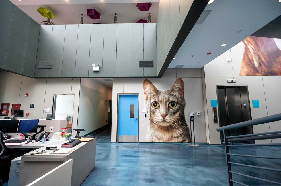 Animal Care Centers of NYC