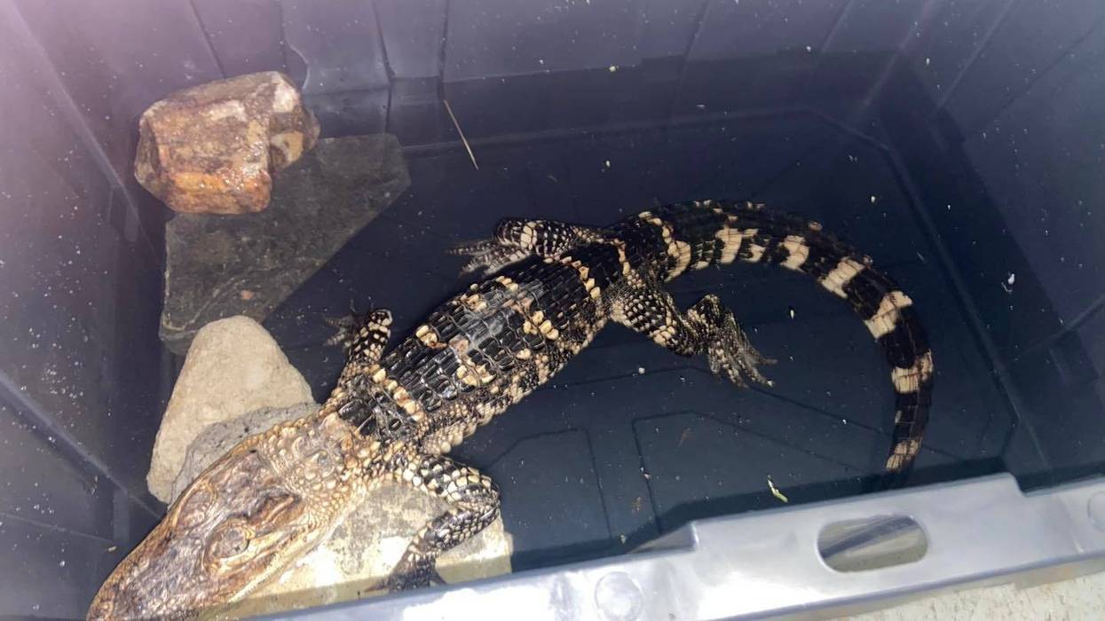 Animal control captures rogue caiman into FDR Park