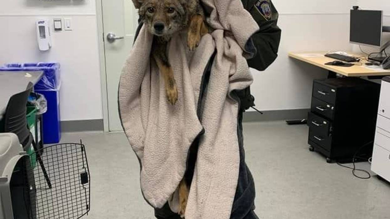 Animal Control Officer Jason Kent is warming up the coyote rescued from the Bay.
