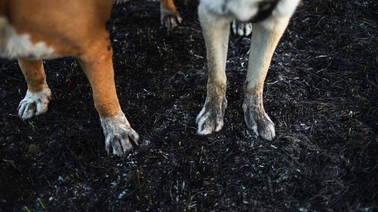 Animal cruelty charges in alleged dog fighting case in Luzerne County