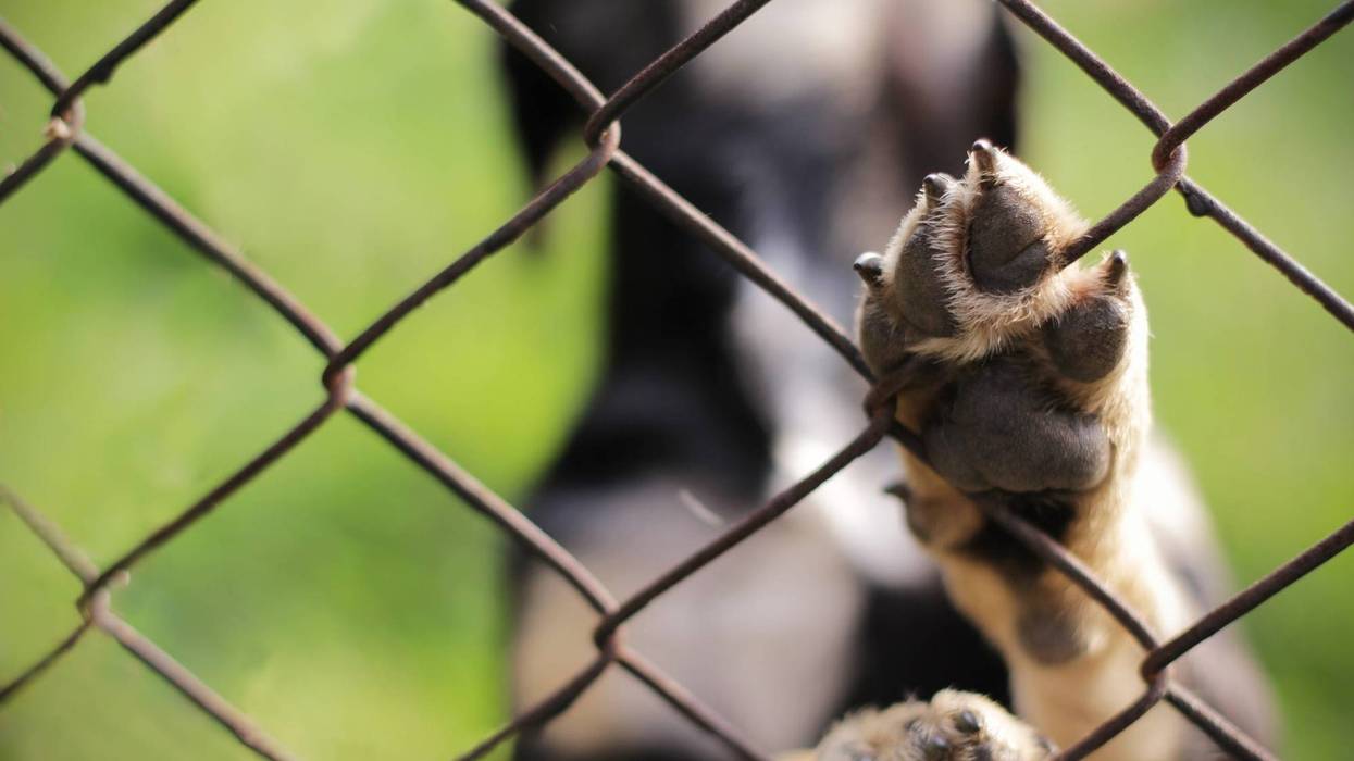 animal dog behind fence with paw up