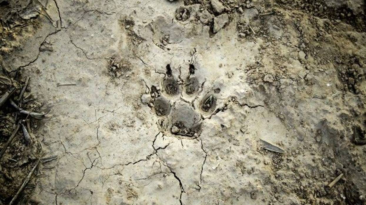 Animal_Footprint