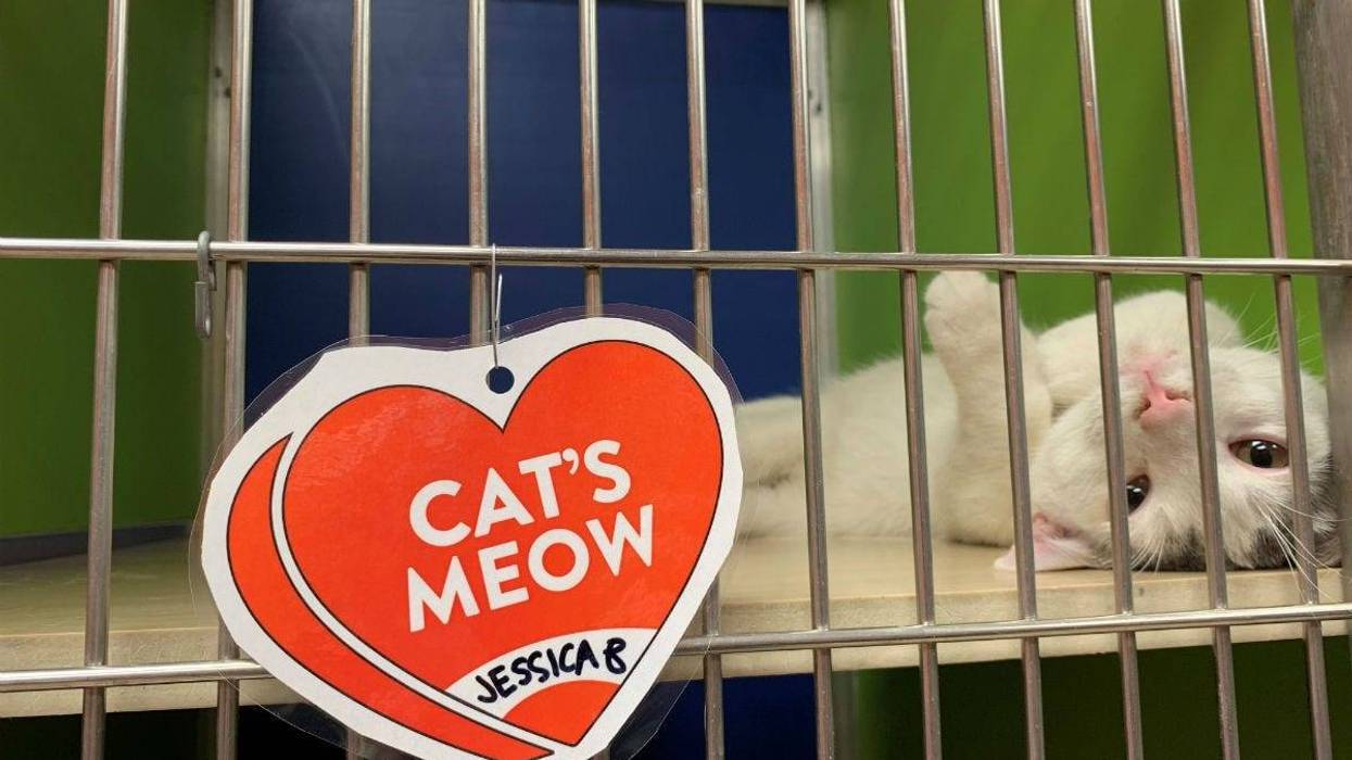 Animal lovers can support shelter animals by buying a valentine.