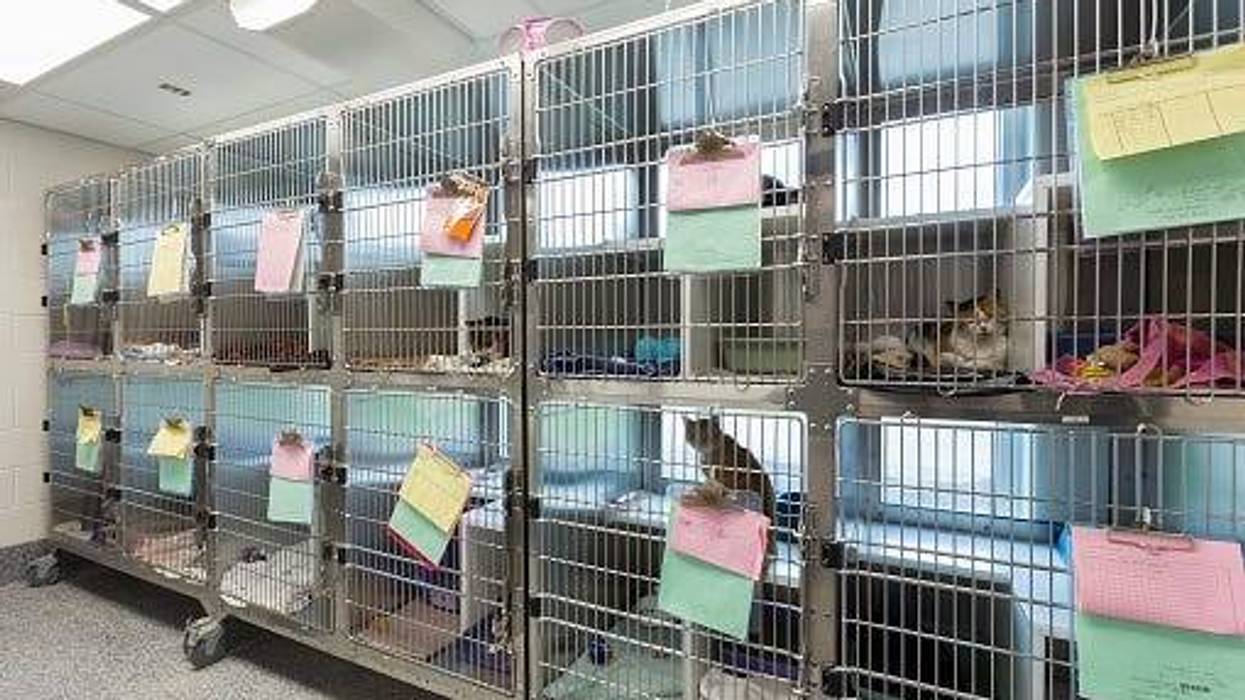 Animal Shelter, Dog, Home, Family, Hours