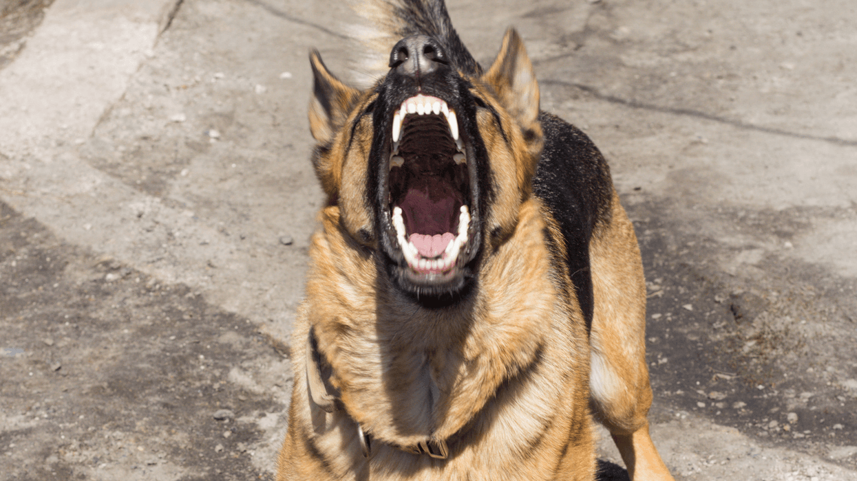 Animal shelter volunteer awarded almost $7M after dog attack