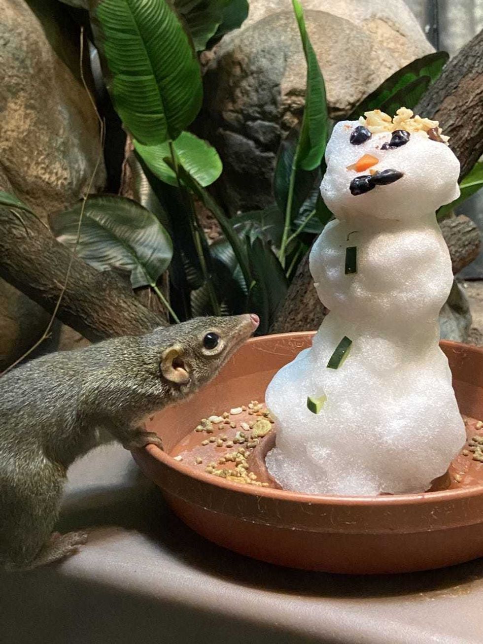 Animals at Lincoln Park Zoo enjoying the snow