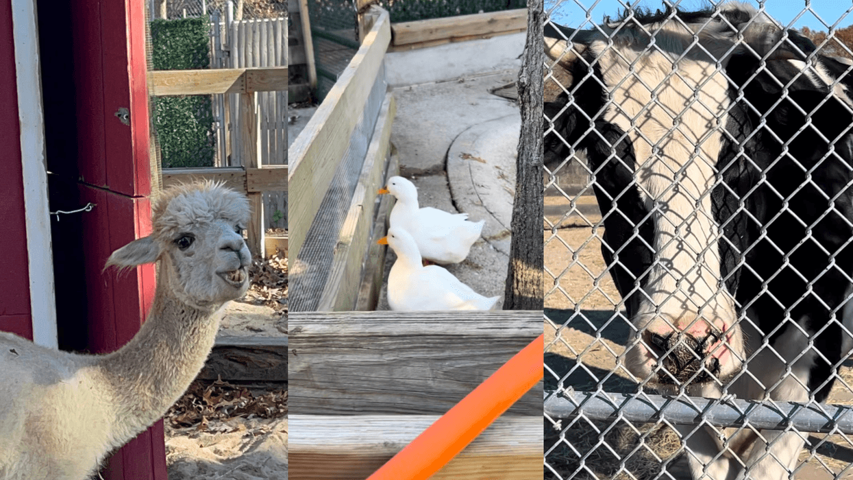 Animals at the Holtsville Ecology Center, including llamas, ducks, and cows.