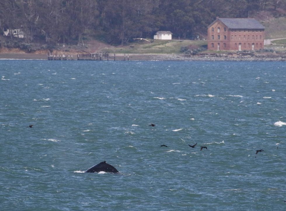 Another angle of the humpback whale spotted in the San Francisco Bay, taken from East Rd. in Sausalito.