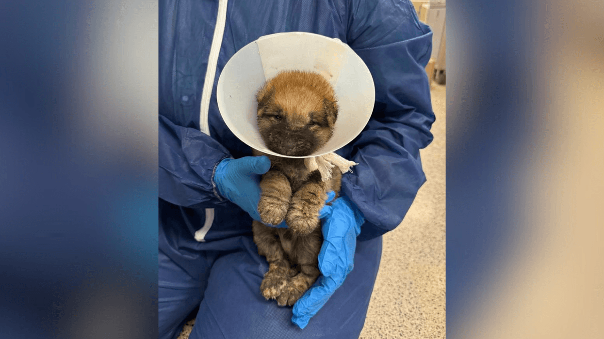 Another neglected puppy rescued from a North Philly home