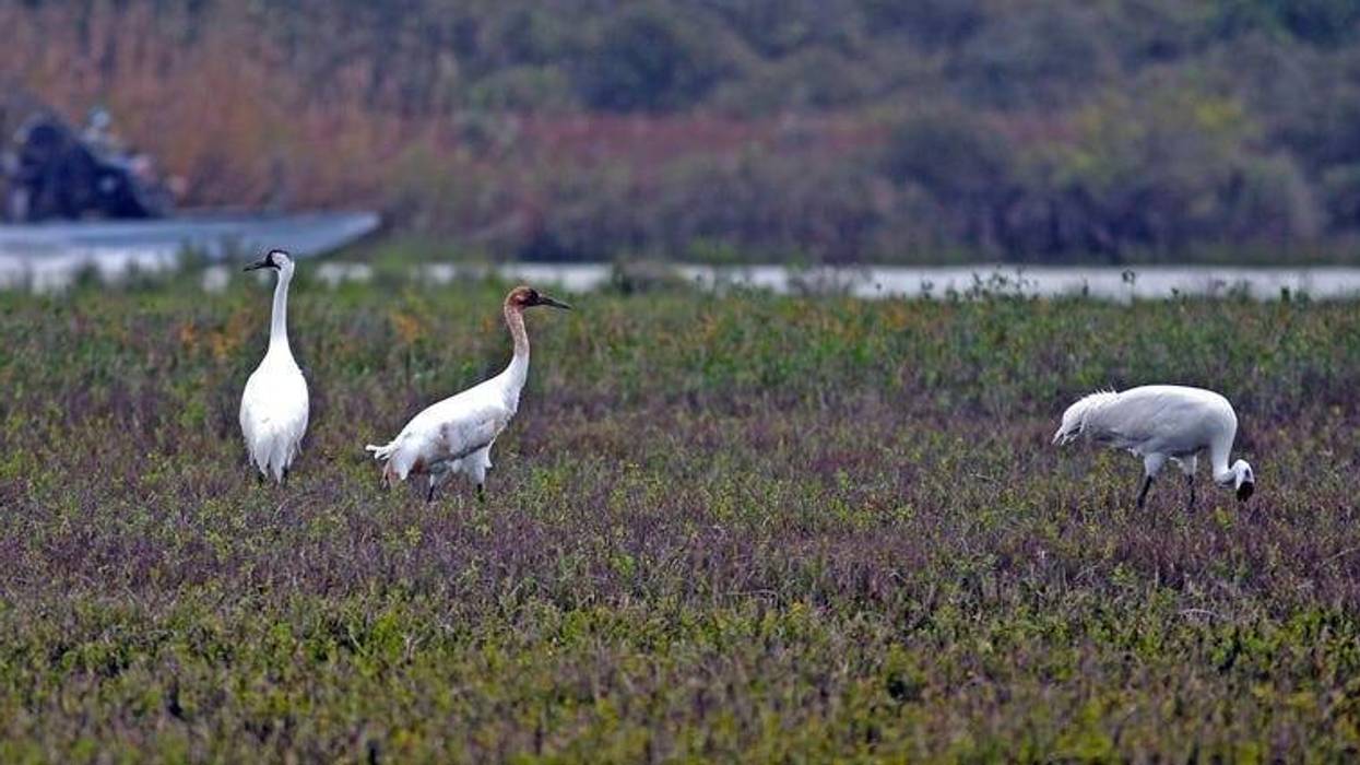 (AP) — Louisiana and other donors are offering $11,000 for information about people who shot and killed two endangered whooping cranes. There's a $5,000 reward for information leading to the conviction of whoever killed one in Jefferson Davis Parish in No