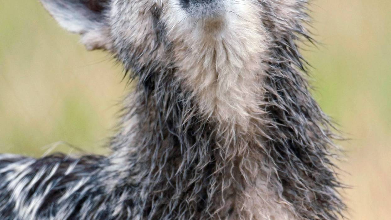 AP Photo/Colin Braley