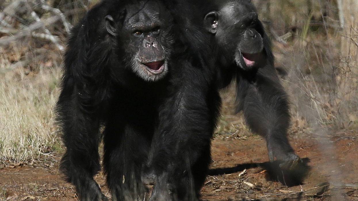 Ape Laughter
