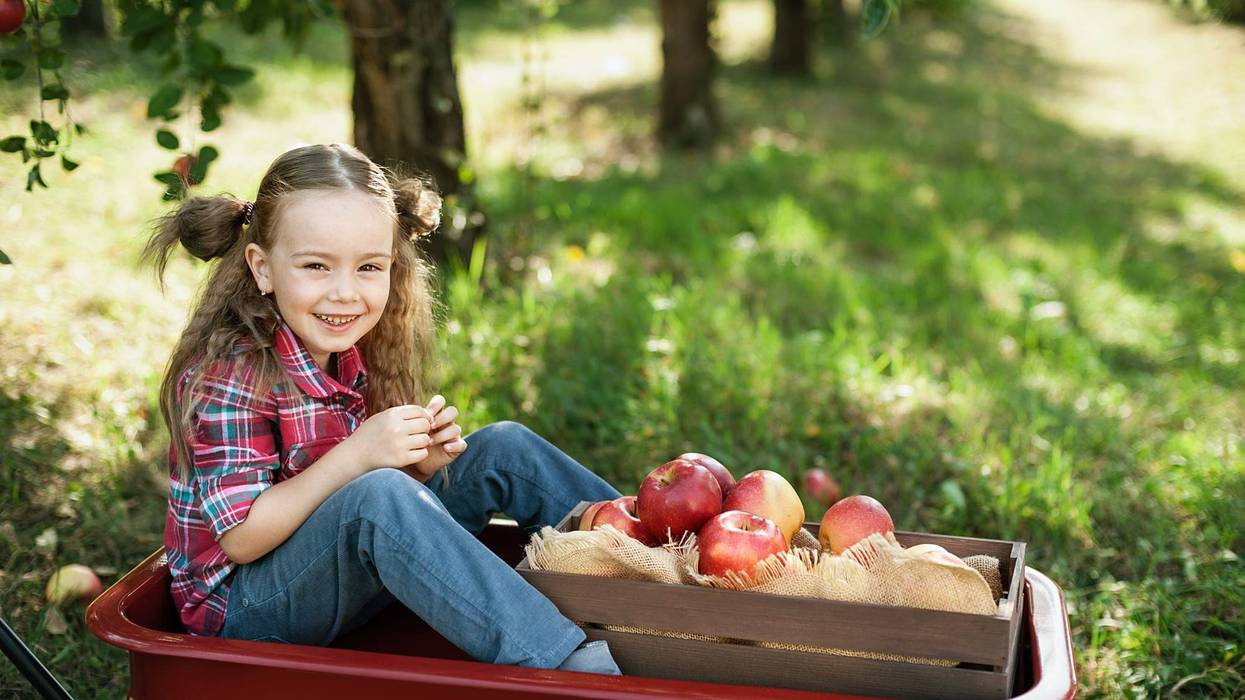 Apple Picking
