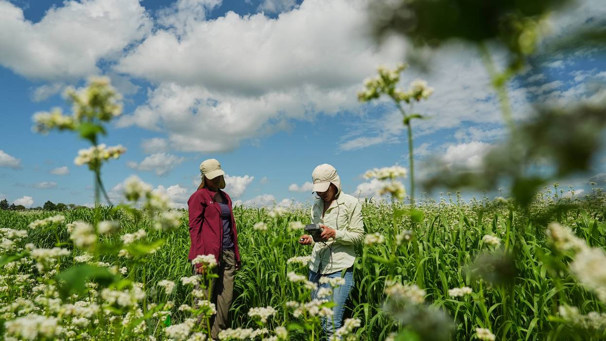 APTOPIX Climate Buckwheat New Markets