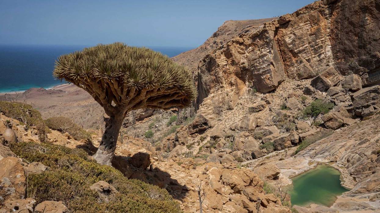 APTOPIX Climate Yemen Dragons Blood Trees