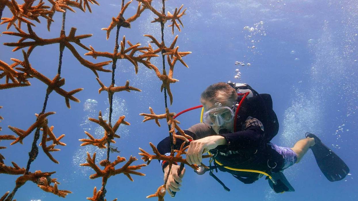 APTOPIX Coral Rescue