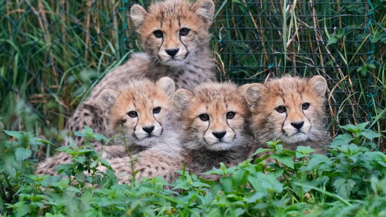 APTOPIX Czech Republic Baby Cheetahs