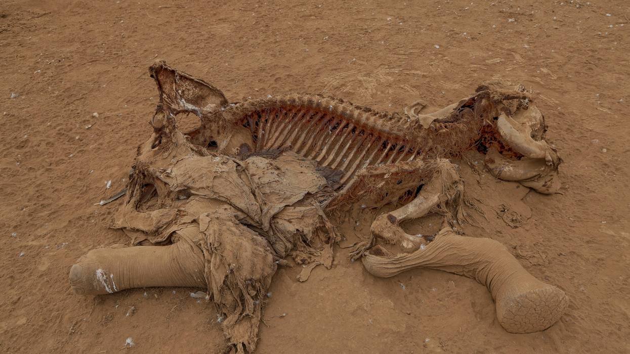 APTOPIX Kenya Dead Elephants 33
