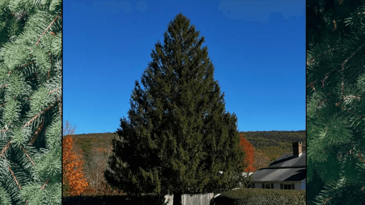 arbol de navidad de rockefeller center