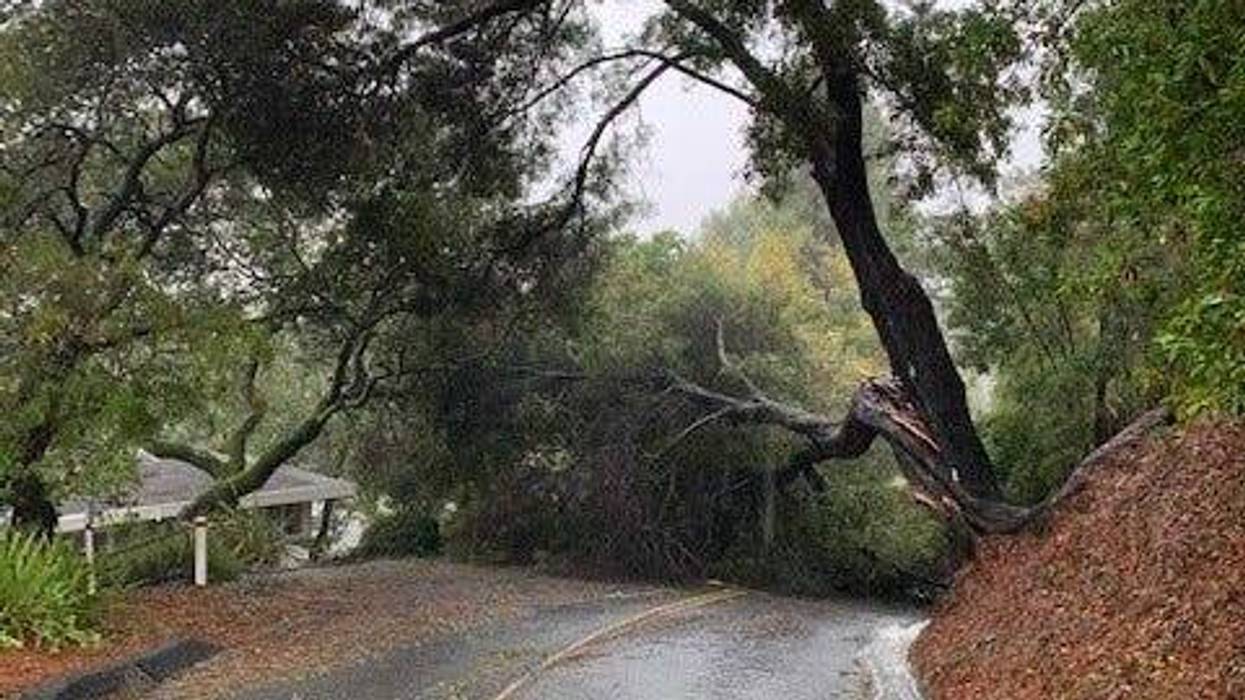 Arborists are scrambling to clean up the mess caused by the massive storm that hit the Bay Area this past weekend.