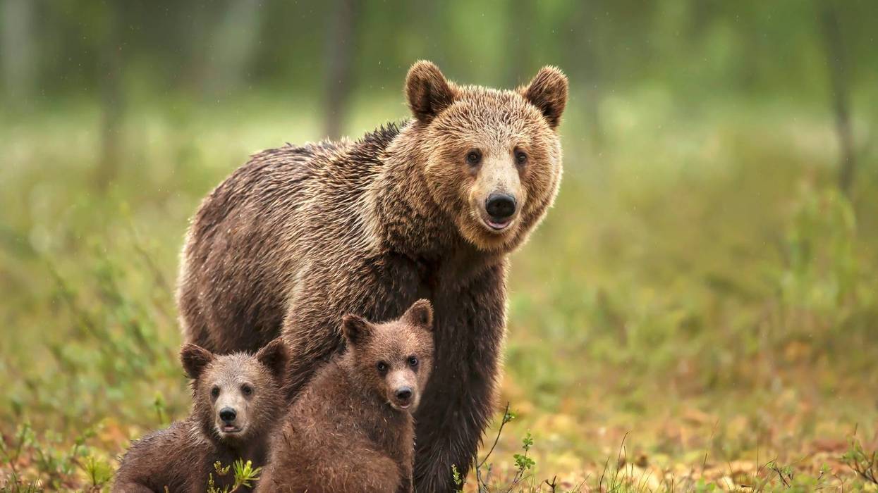 Arcadia Arboretum Closed After Bear, 2 Cubs Spotted in Area