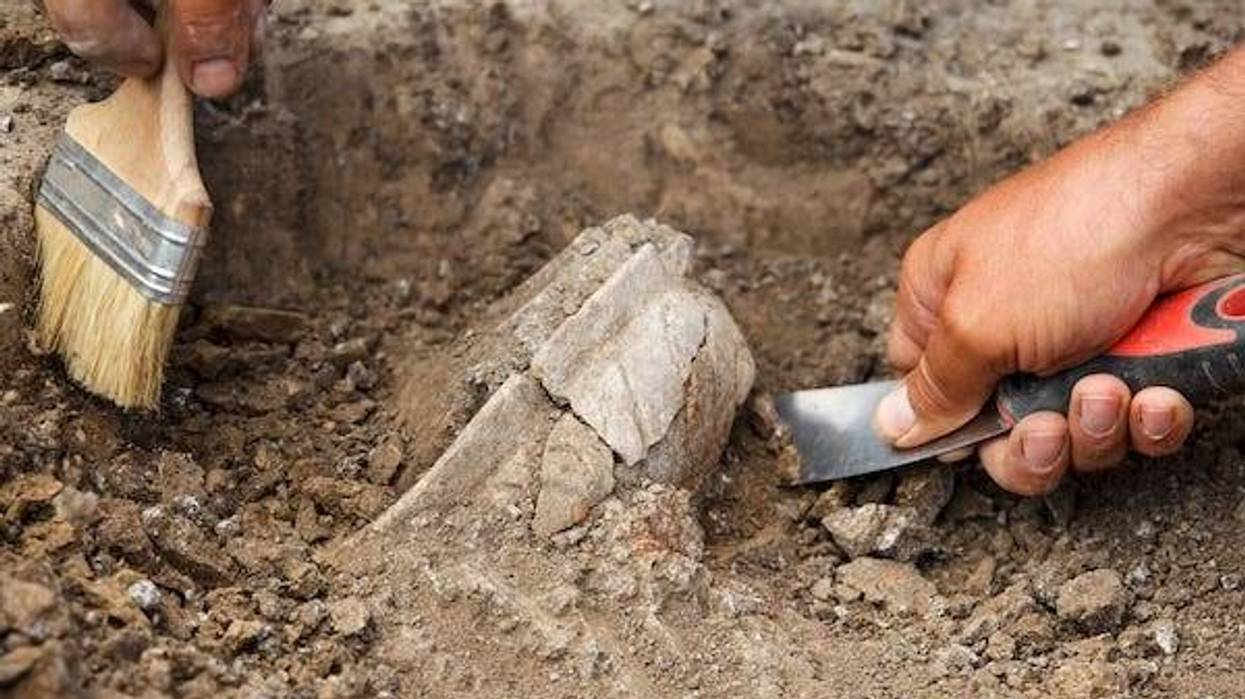 Archaeologists digging and excavating fossils