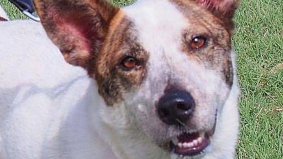 Archer @ Austin Humane Society April 2021