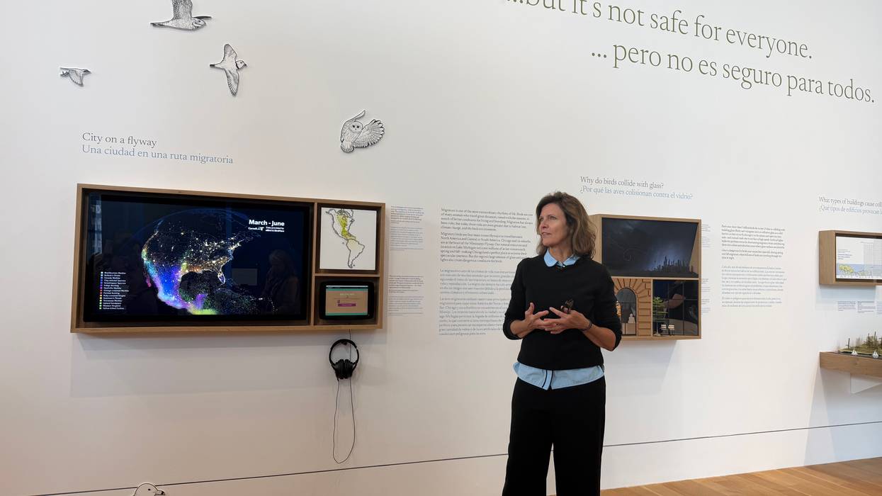Aqua Tower, St. Regis architect Jeanne Gang co-curates Chicago Architecture Center exhibit about bird collisions