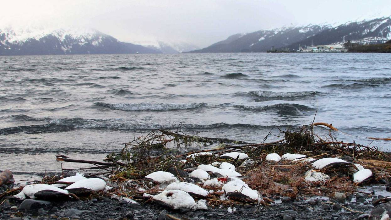 Arctic Report Card