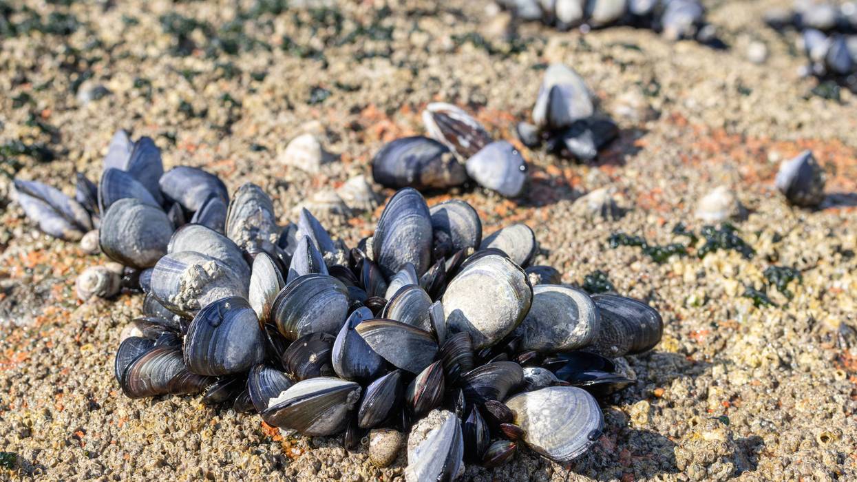 Are you eating shellfish you find on CA beaches? Don't!: CA health officials