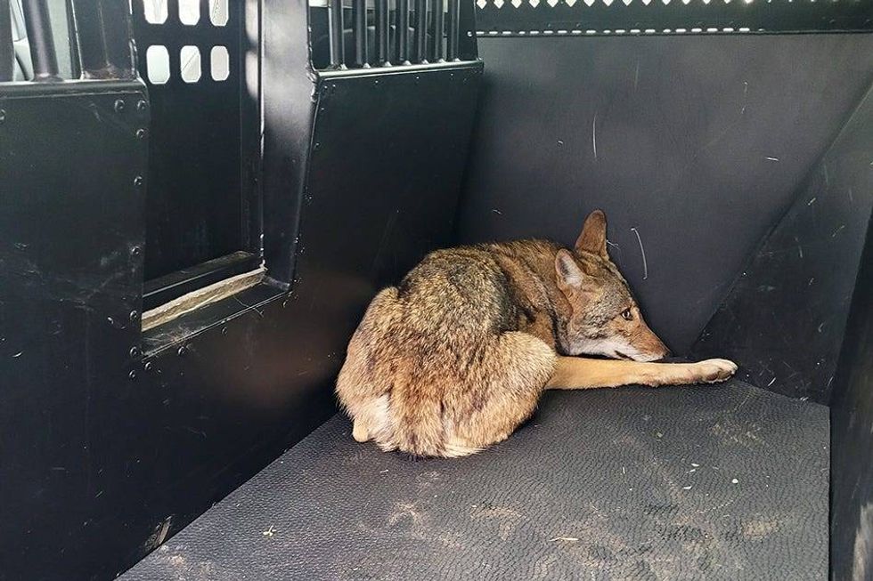 Arlington Animal Services captured a coyote on Thursday believed to be responsible for biting three children in separate instances, city officials say.