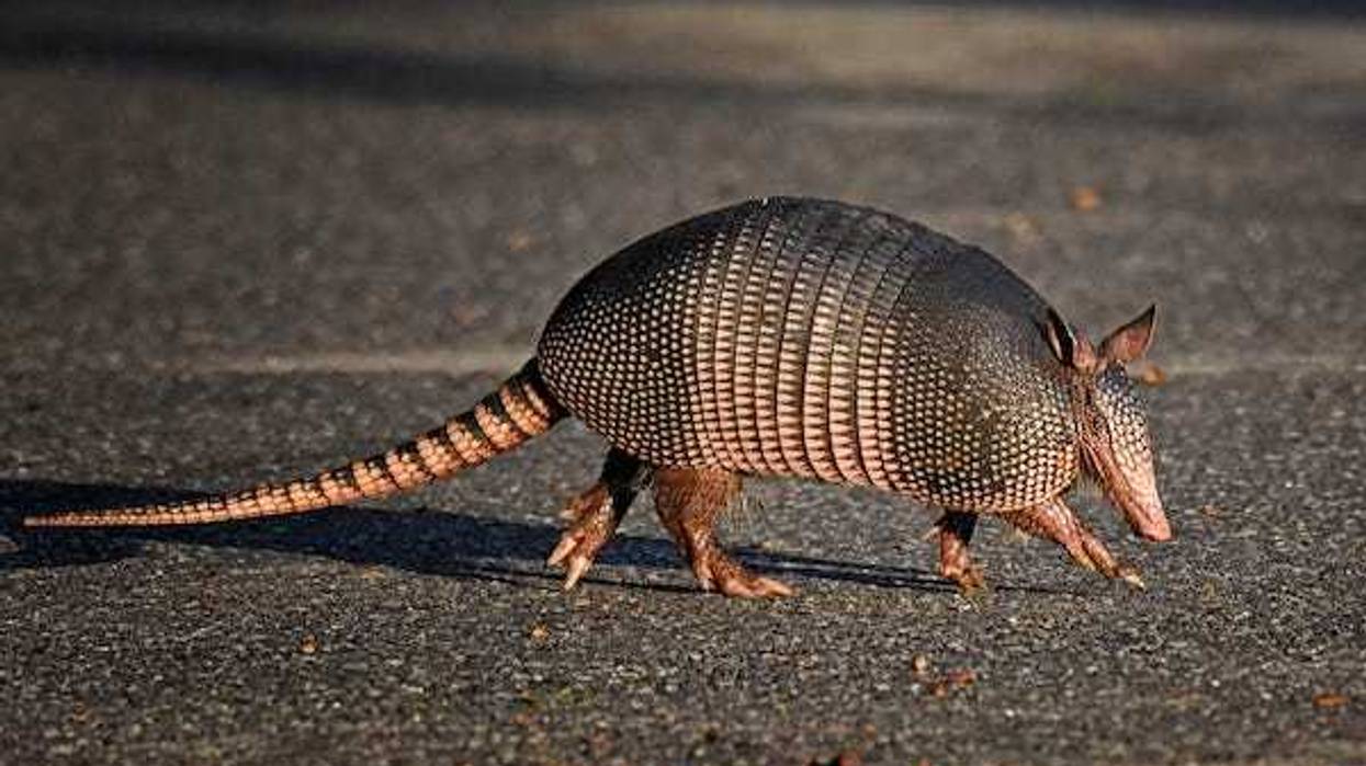 Armadillo walking on the pavement