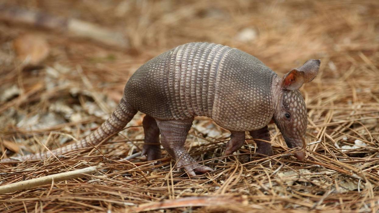 Armadillo
